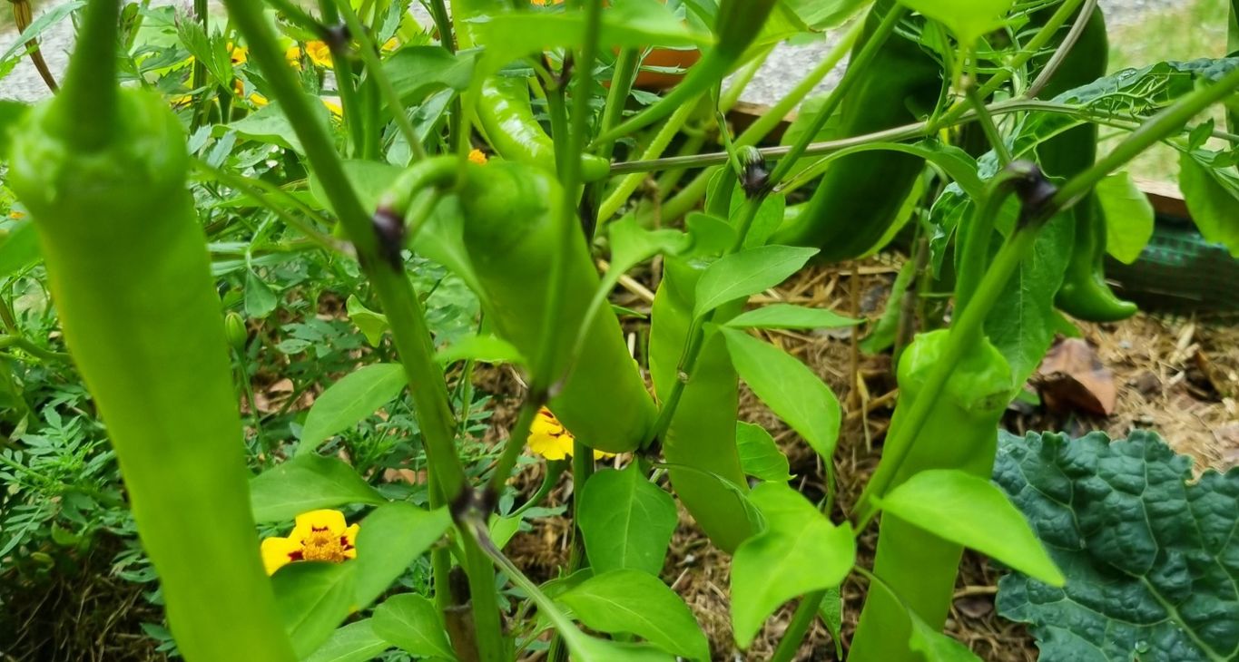 Chili säen, pflegen und ernten im Bio Garten