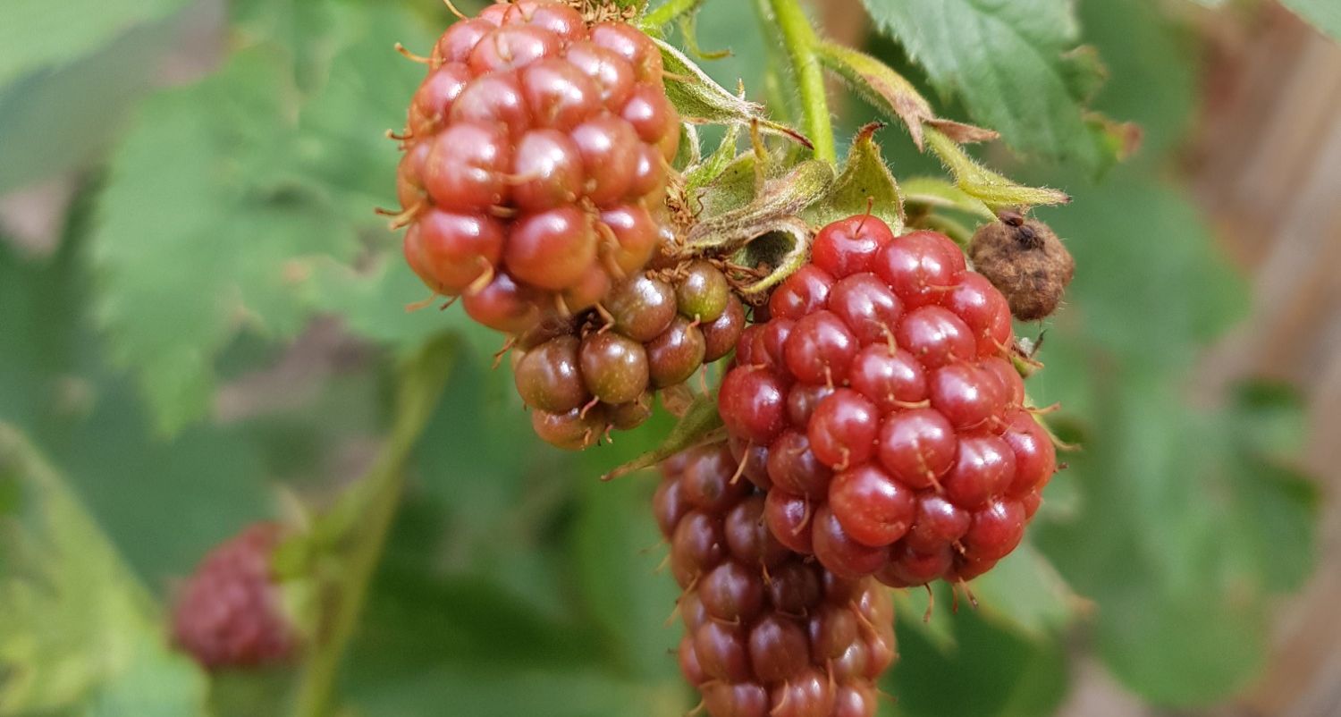 Brombeeren im Bio Garten