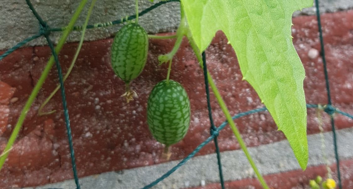 Mexikanische Minigurke in unserem Garten