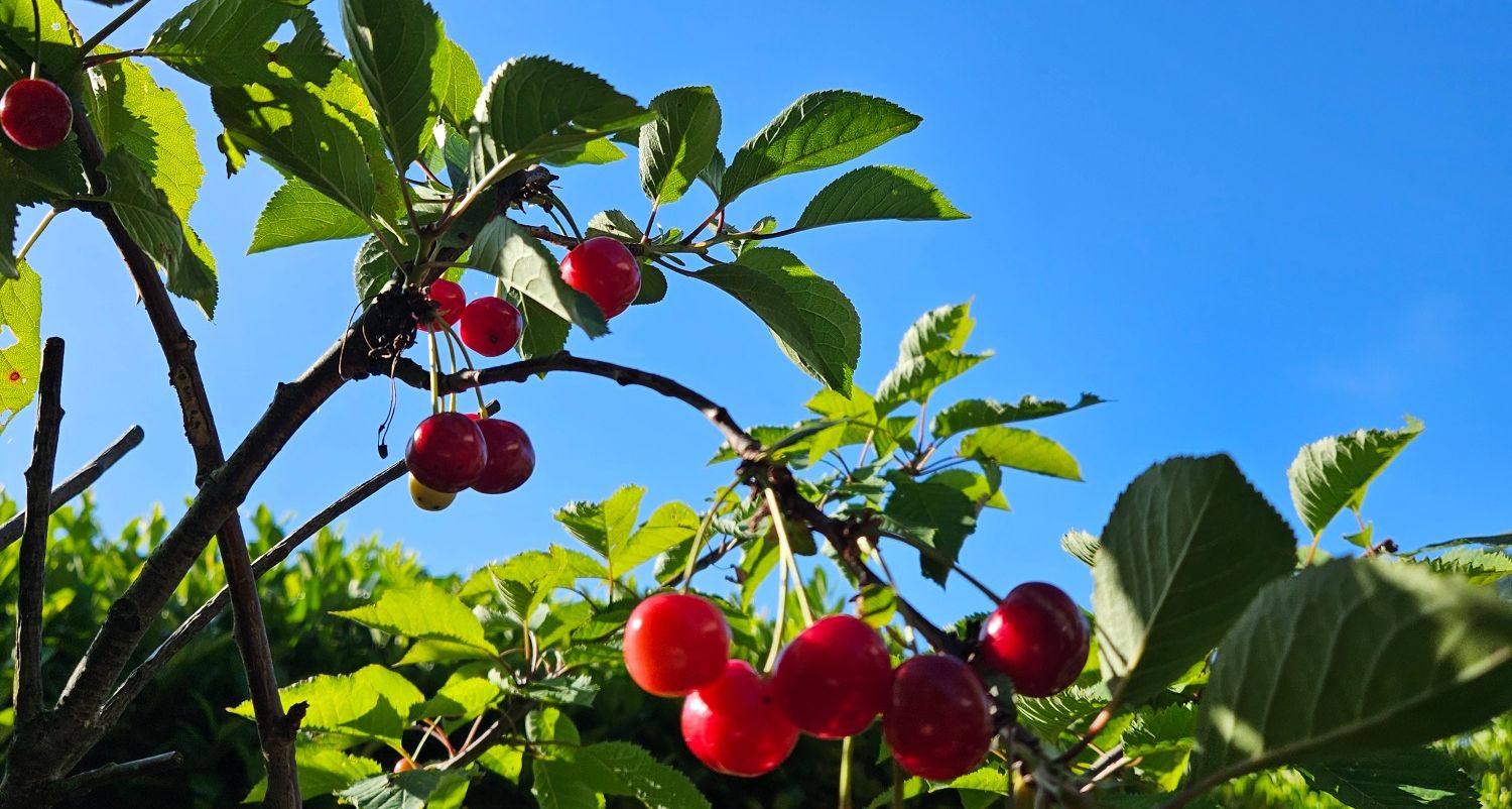 Kirschen im Bio Garten