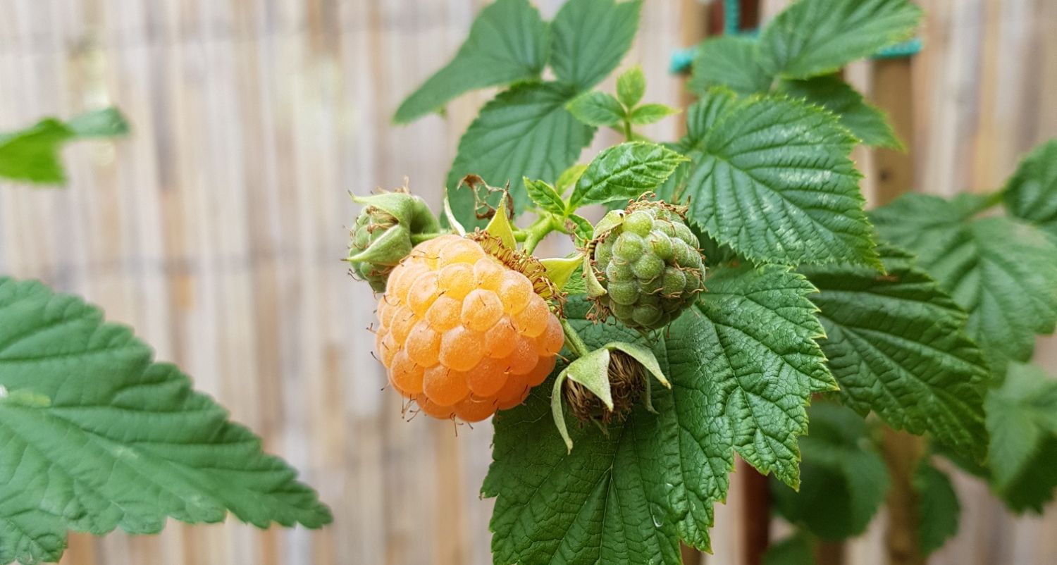 Himbeeren im Bio Garten