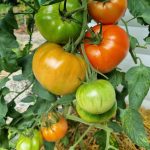 Tomaten anpflanzen- Leitfaden für eine reiche Ernte