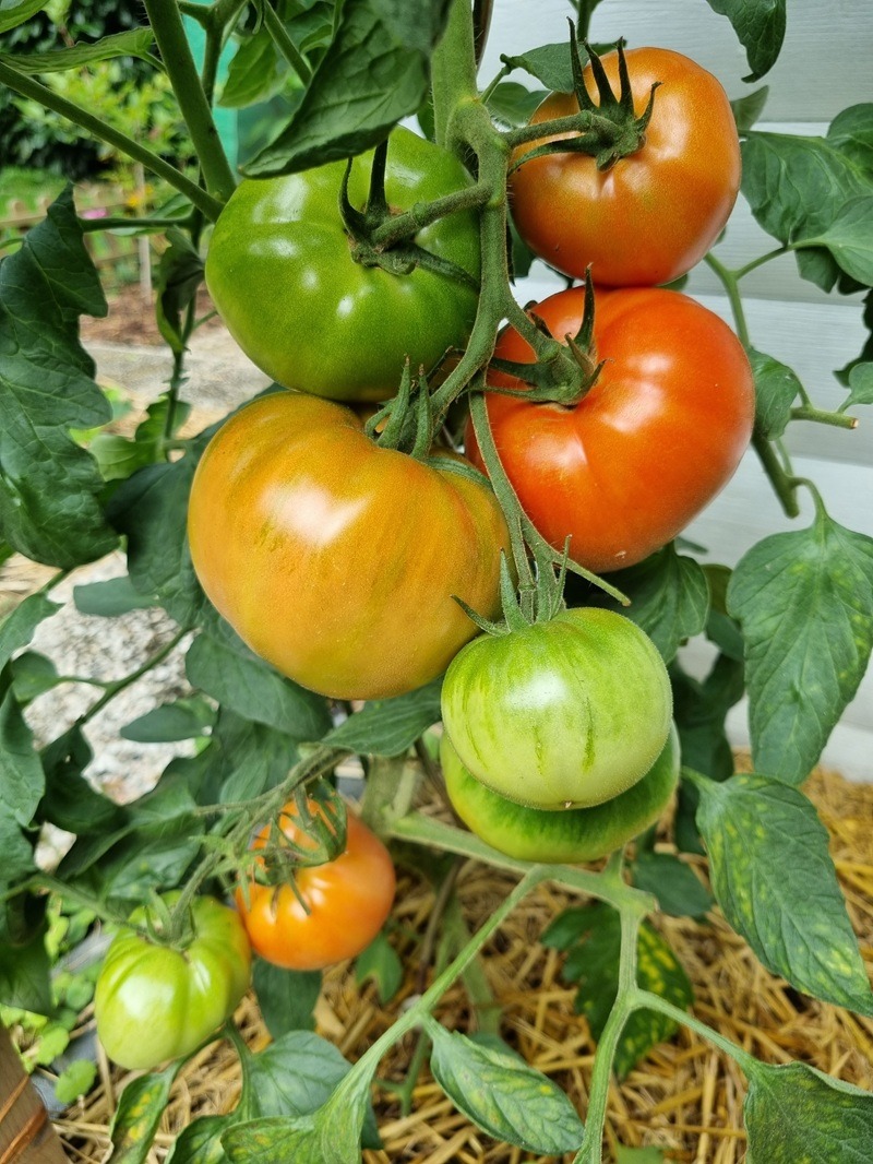 Tomaten anpflanzen- Leitfaden für eine reiche Ernte