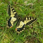 Schwalbenschwanz – Einer der schönsten Schmetterlinge Europas/ Artenvielfalt im Garten