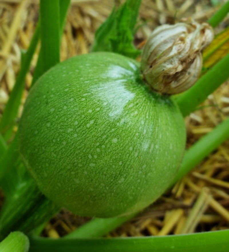 Anbau, Pflege und Ernte von Zucchini