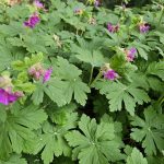 Storchschnabel als Bodendecker im Garten