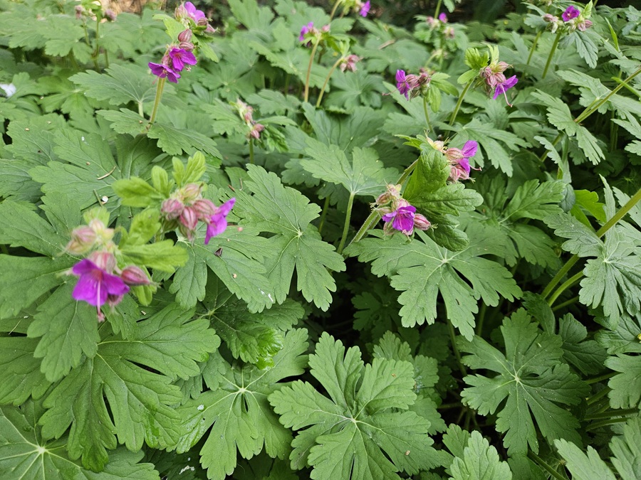 Storchschnabel als Bodendecker im Garten