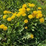 Löwenzahn: Wildpflanze mit Power für Küche und Gesundheit