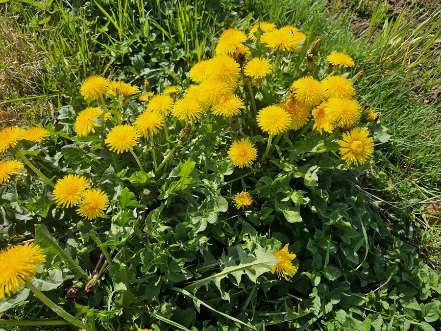 Löwenzahn: Wildpflanze mit Power für Küche und Gesundheit