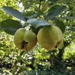 Quittenbaum im Garten