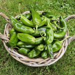 Paprika im Garten anbauen – Pflege & Ernte leicht gemacht