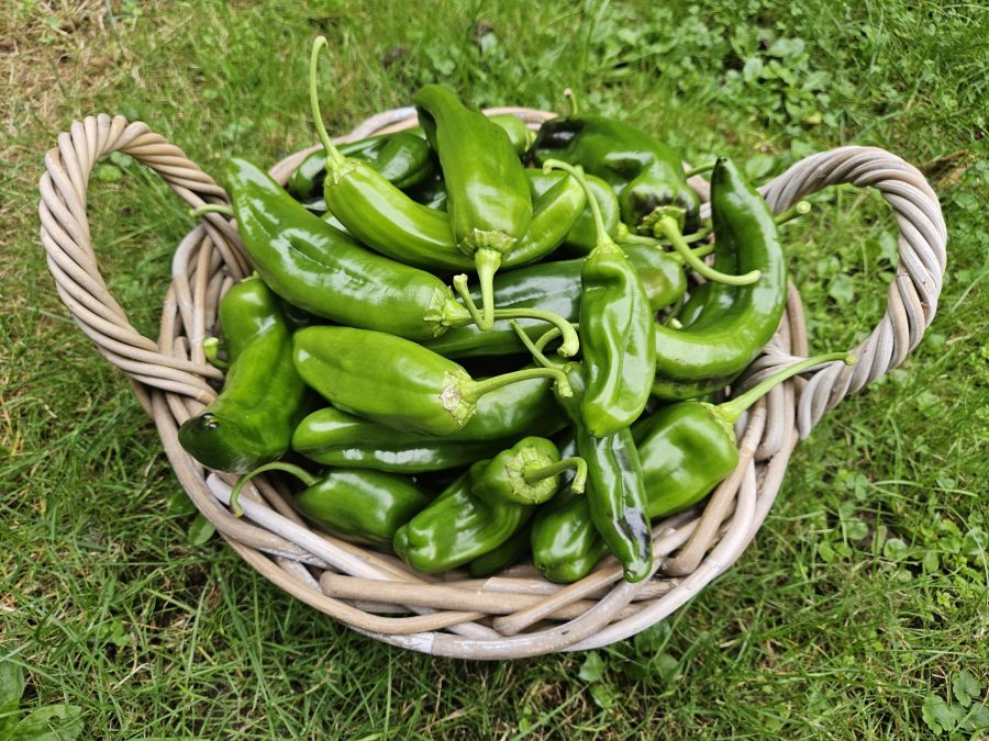 Paprika im Garten anbauen – Pflege & Ernte leicht gemacht