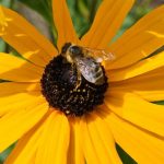 Bienen- So wird dein Garten bienenfreundlich