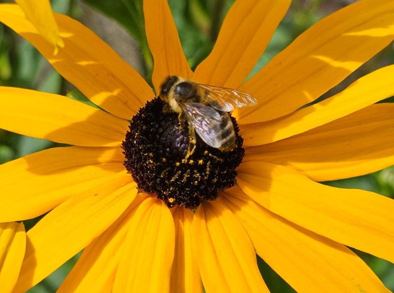 Bienen- So wird dein Garten bienenfreundlich