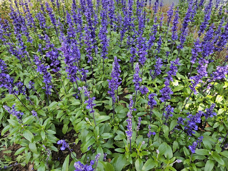 Blauer Salbei Salvia farinacea – Blaue Pracht für jeden Garten