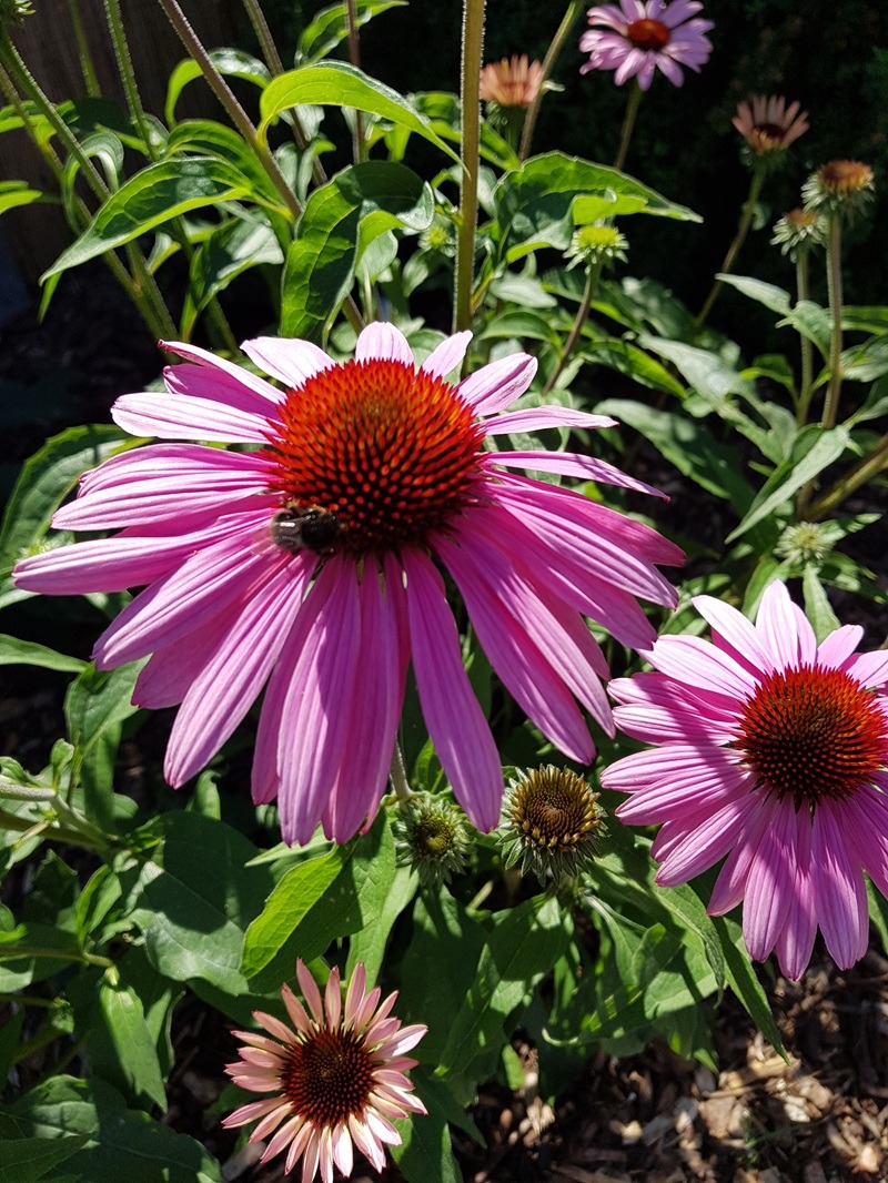 Sonnenhut (Echinacea) beliebte Pflanzen für Gärten und Beete