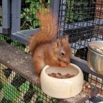 Eichhörnchen im Garten: Tipps und Wissenswertes