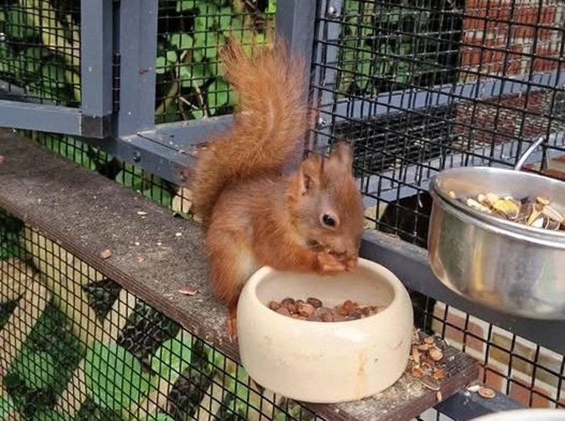 Eichhörnchen im Garten: Tipps und Wissenswertes