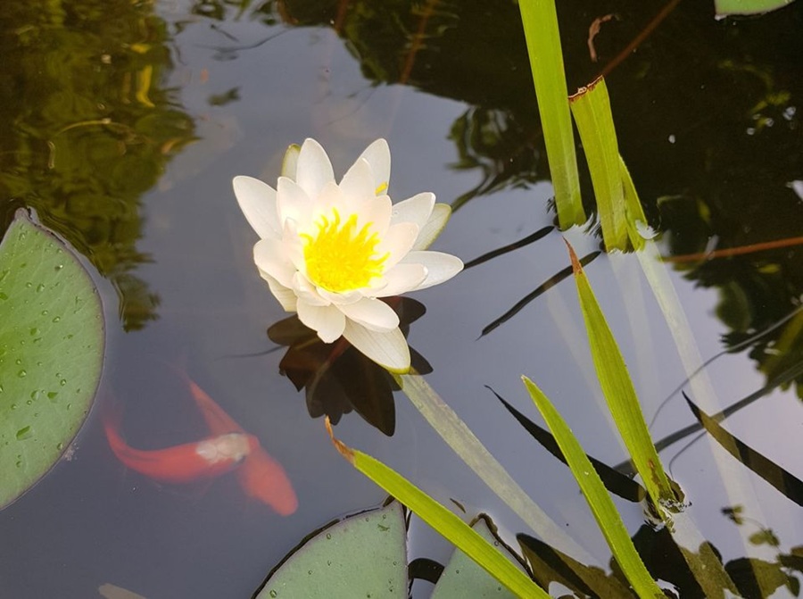 Einen Gartenteich anlegen- Bereicherung für jeden Garten