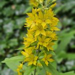 Goldfelberich, auch bekannt als Punktierter Gilbweiderich