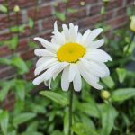 Großblumige Margerite- eine beliebte Staude im Garten