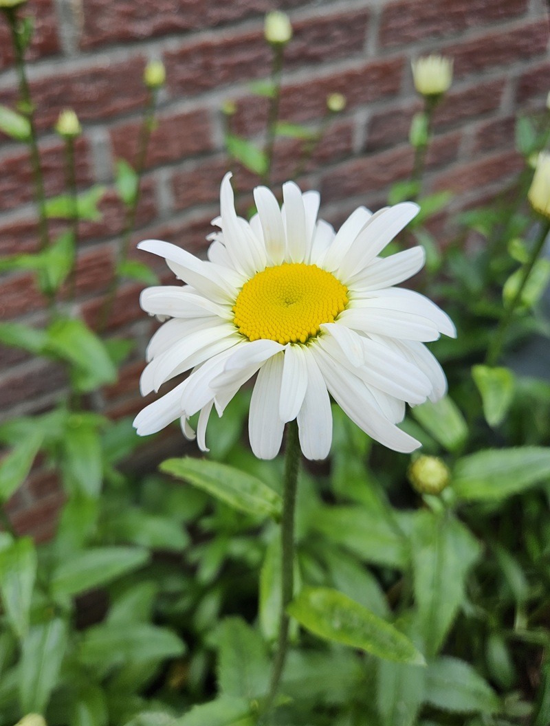 Großblumige Margerite- eine beliebte Staude im Garten