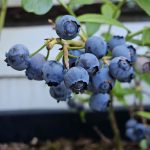 Heidelbeeren anbauen im Bio Garten