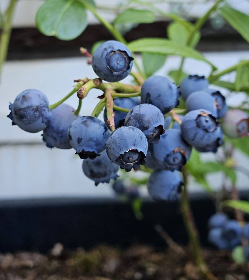 Heidelbeeren anbauen im Bio Garten