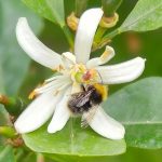 Hummeln im Garten: Die besten Pflanzen & Nisthilfen