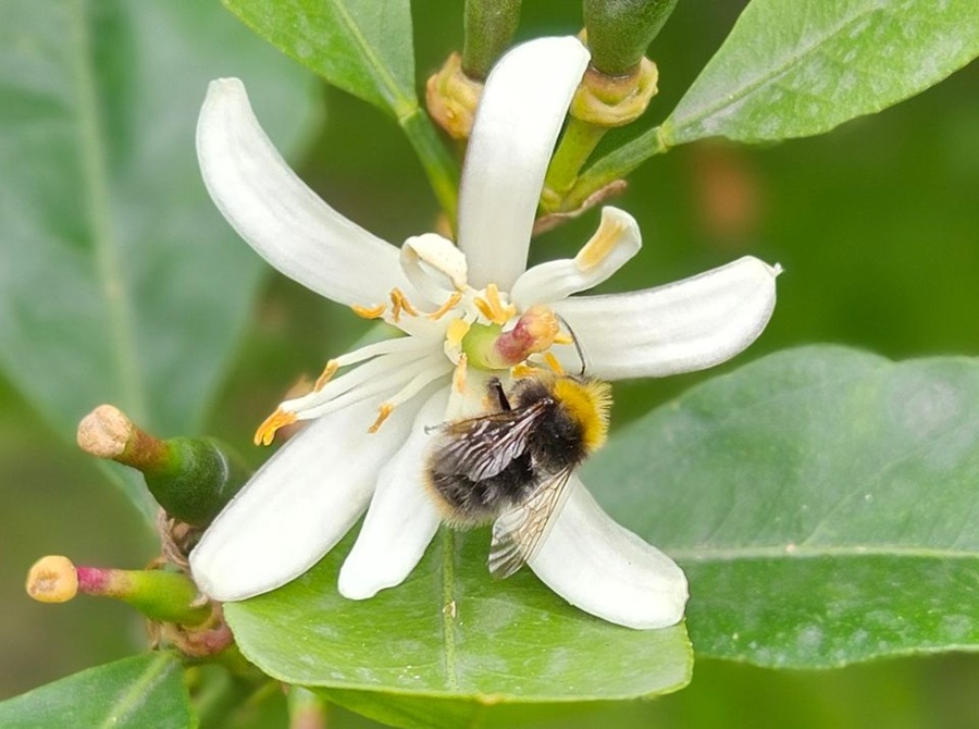 Hummeln im Garten: Die besten Pflanzen & Nisthilfen