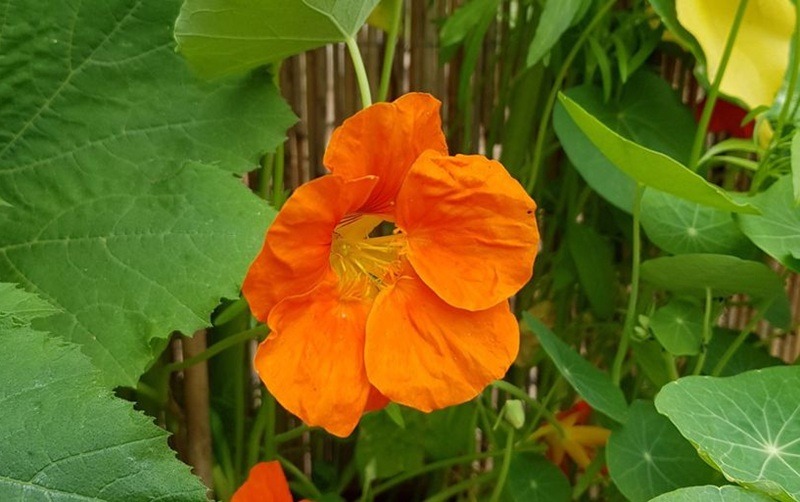 Kapuzinerkresse im Garten