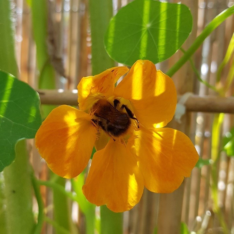 Kapuzinerkresse im Bio-Garten: Pflege, Nutzen und Anbau