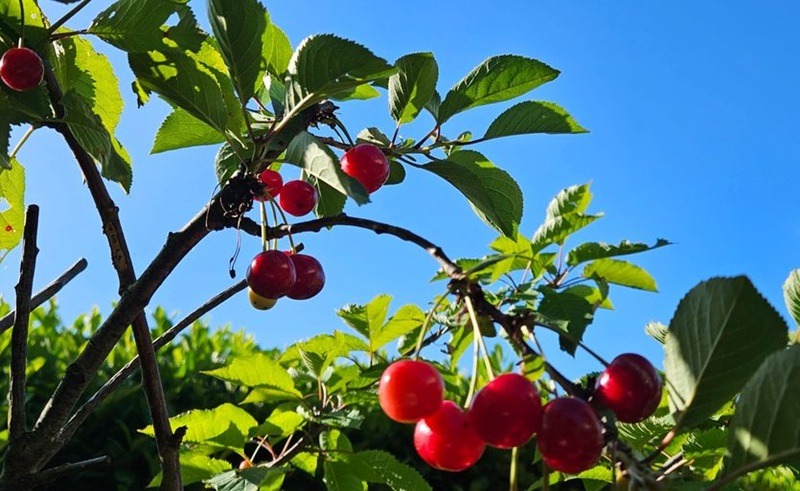 Kirschbaum im Garten: Pflege & Tipps für eine reiche Ernte