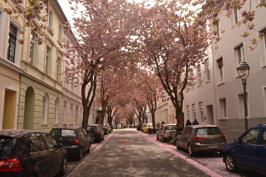 Die 8 schönsten Kirschblütenorte in Deutschland
