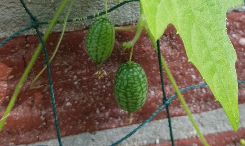Mexikanische Minigurke: Anbau & Tipps für deinen Bio-Garten