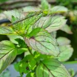 Minze im Bio-Garten: Anbau, Pflege und Verwendung