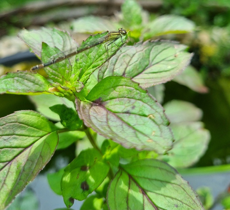 Minze im Bio-Garten: Anbau, Pflege und Verwendung