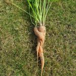 Möhren aus dem eigenen Garten