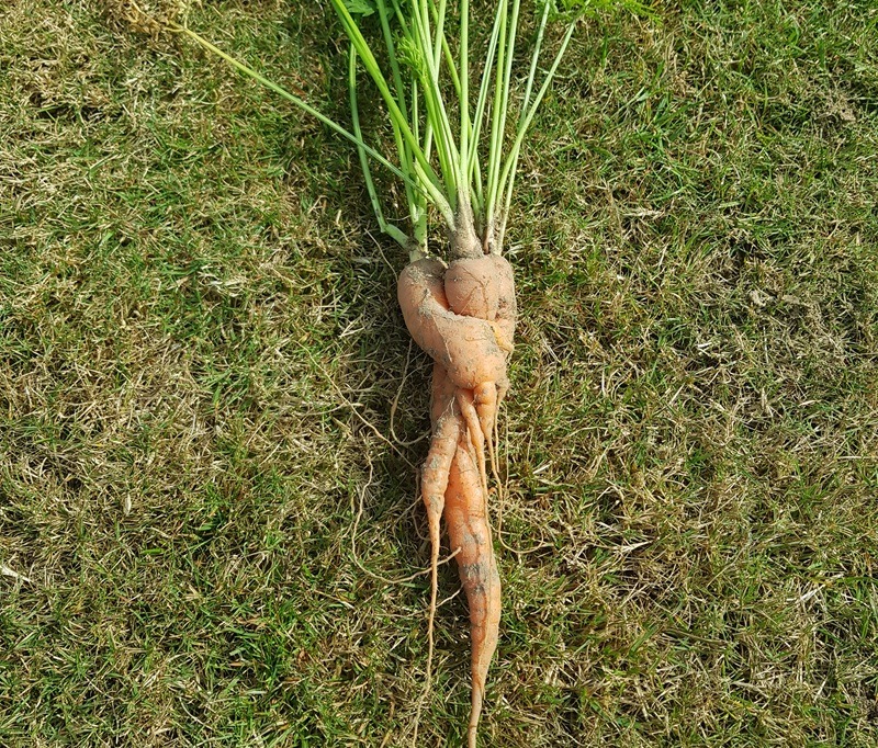 Möhren aus dem eigenen Garten