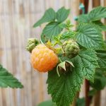 Obst Empfehlungen vom Hobbygärtner- Himbeeren