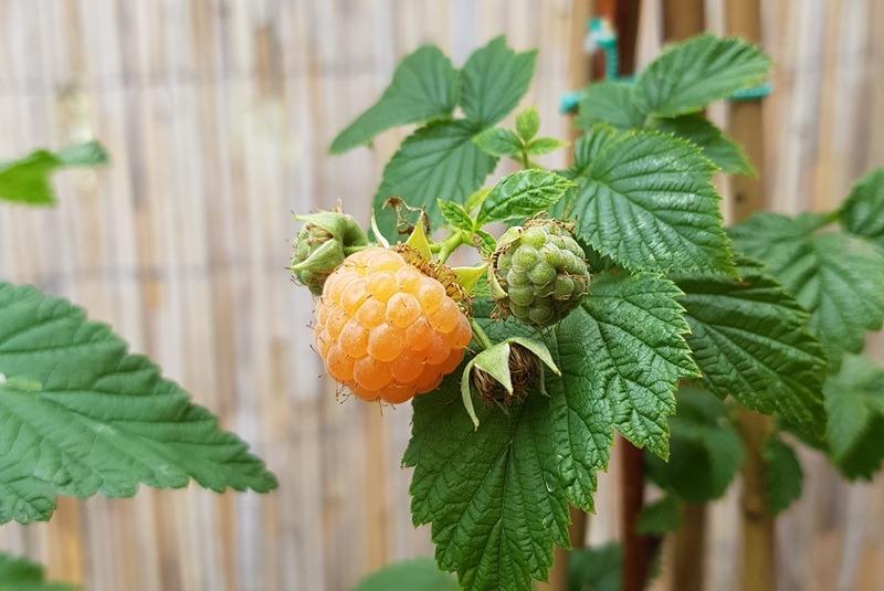 Obst im Garten anpflanzen: Tipps für eine reiche Ernte- Himbeeren