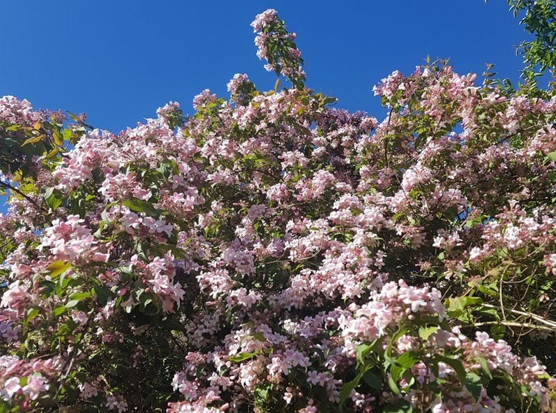 Perlmuttstrauch (Kolkwitzia amabilis) – Pflege, Standort & Blüte