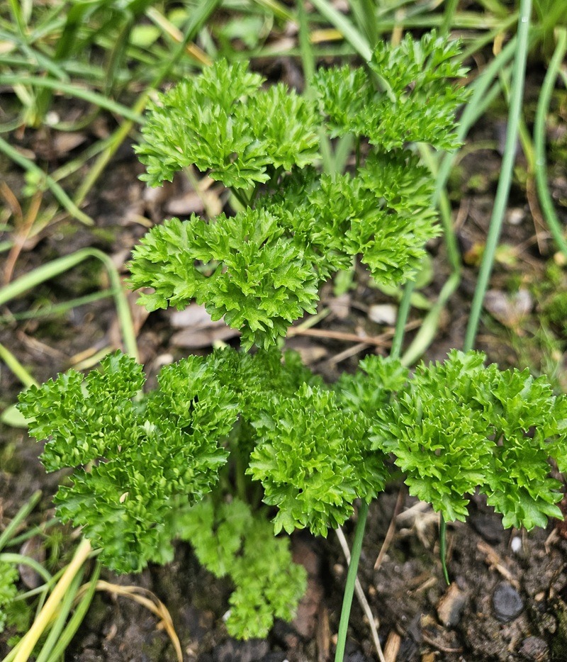 Kräuter anbauen: Frische Würze aus dem eigenen Garten/ Petersilie