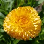 Ringelblume: Heilpflanze für Garten und Gesundheit