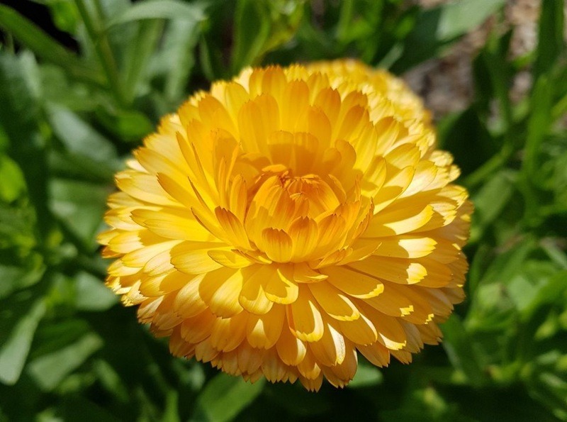 Ringelblume: Heilpflanze für Garten und Gesundheit