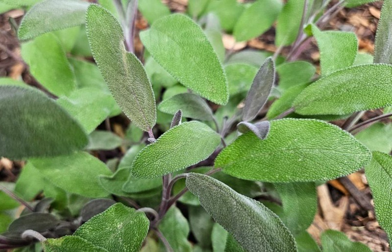 Salbei im Bio-Garten: Anbau, Pflege und Verwendung