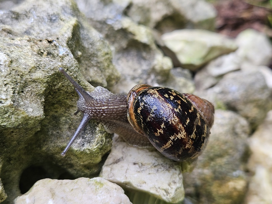 Schnecken im Garten: Nutzen und natürliche Bekämpfung