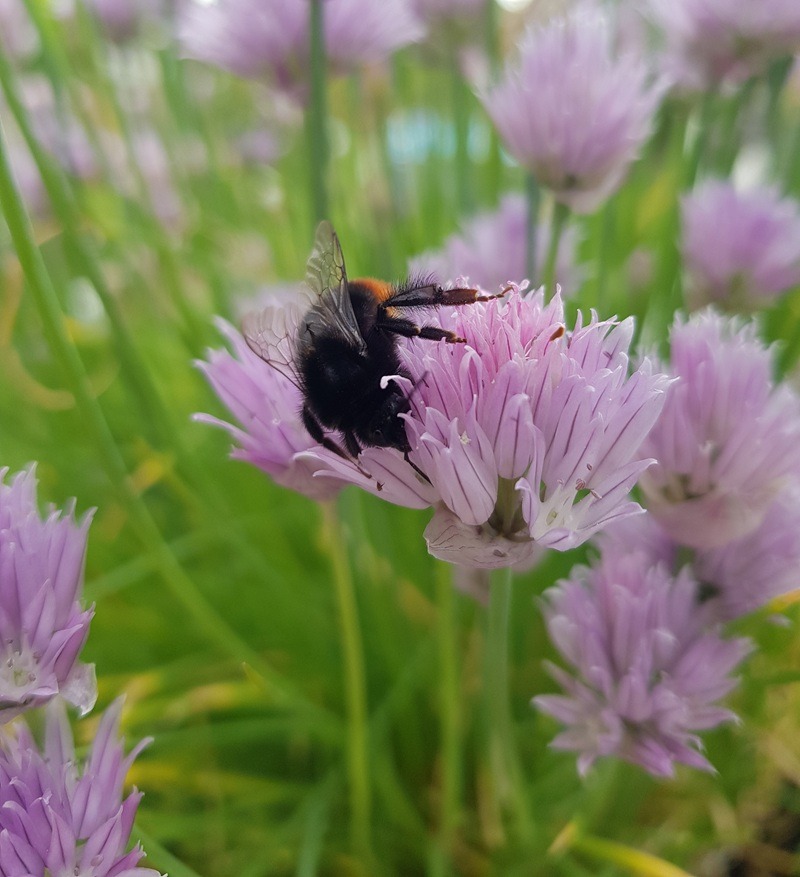 Schnittlauch im Bio-Garten: Anbau, Pflege und Ernte