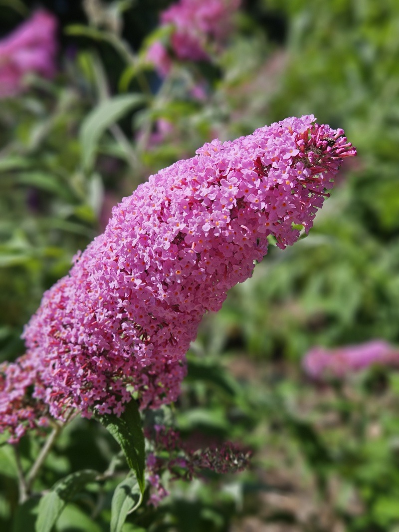 Sommerflieder: Ein Magnet für Schmetterlinge
