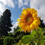 Sonnenblumen: Strahlende Blüten mit vielseitigem Nutzen